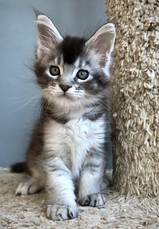 Pancake Great Lion - Kitten maine-coon 1 month 3 weeks
