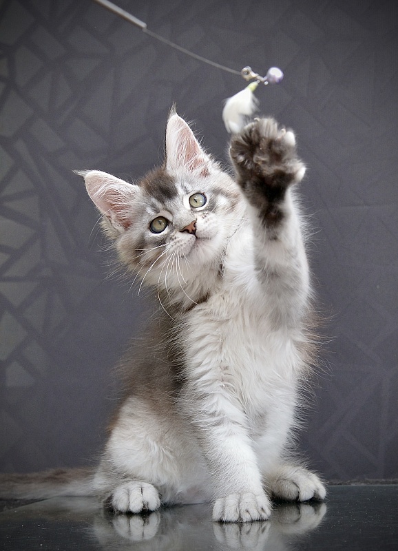 Pancake Great Lion - Kitten maine-coon 2 months