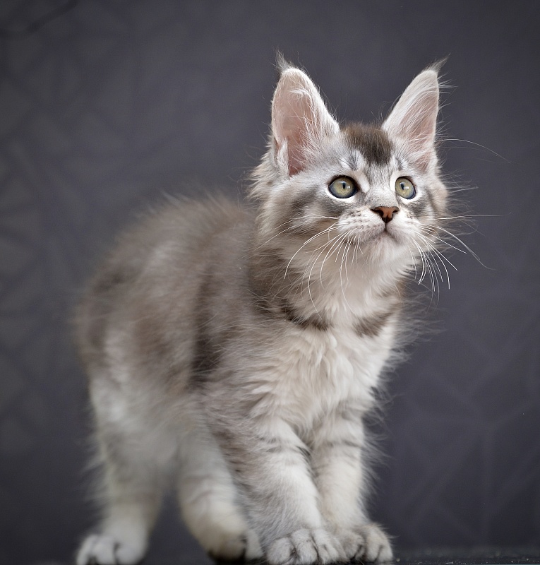 Pancake Great Lion - Kitten maine-coon 2 months