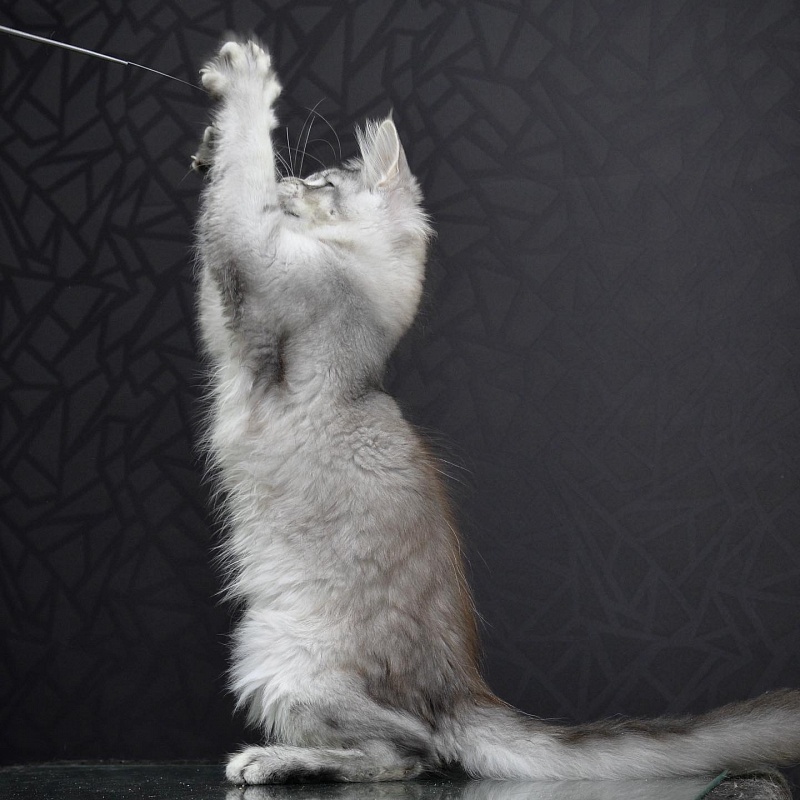 Pancake Great Lion - maine-coon