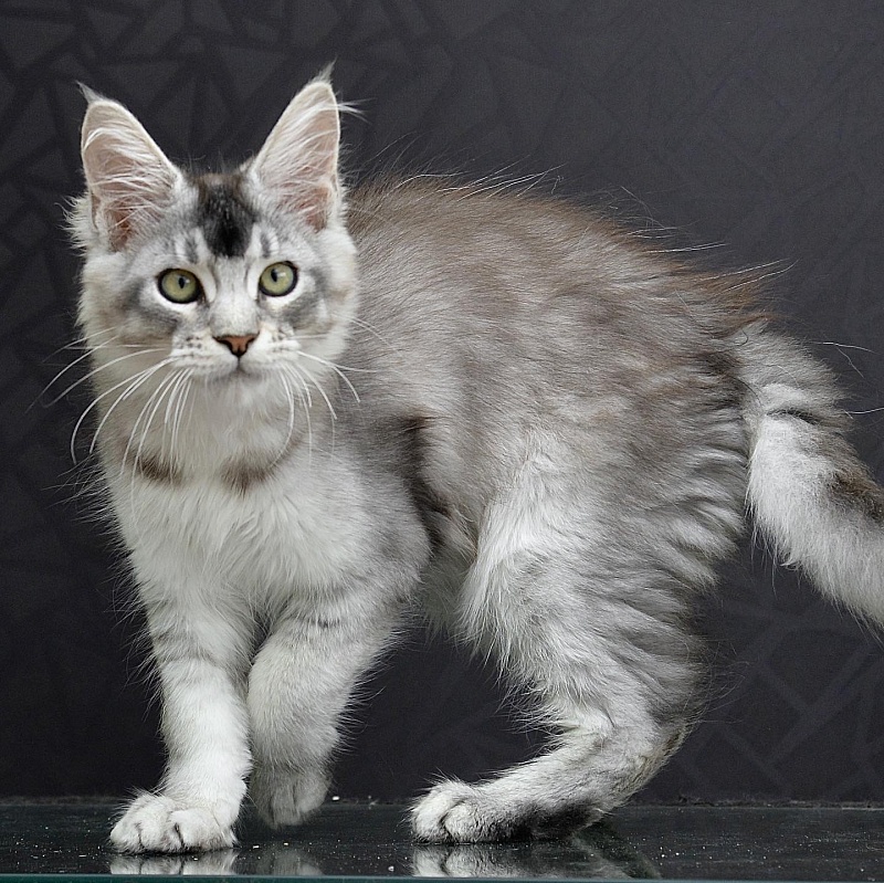 Pancake Great Lion - maine-coon