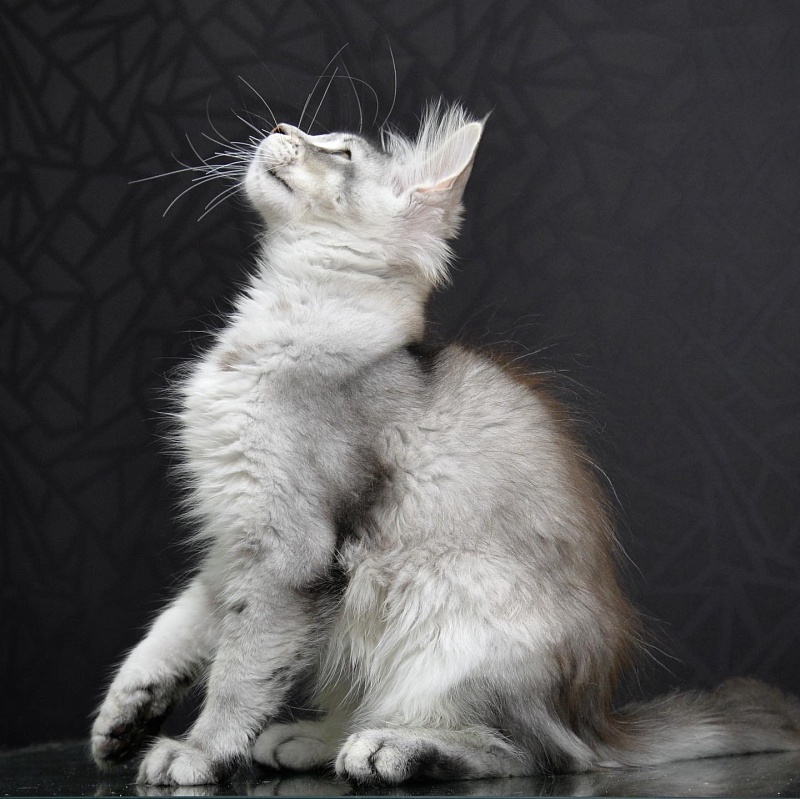 Pancake Great Lion - maine-coon