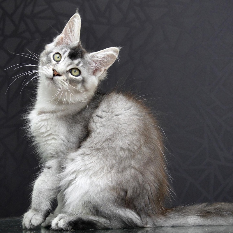 Pancake Great Lion - maine-coon