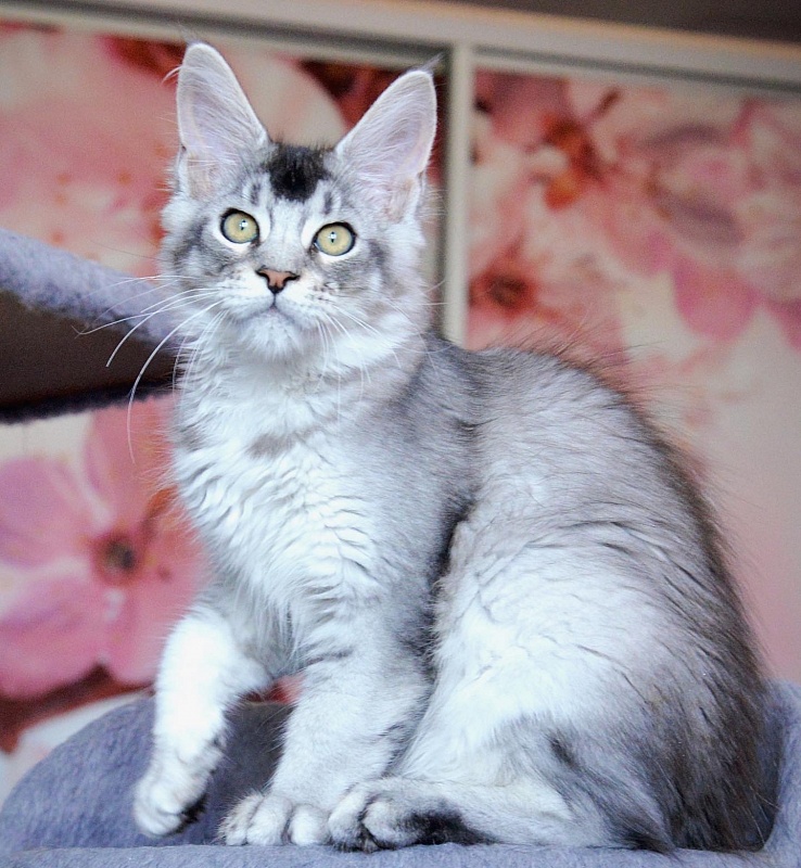 Pancake Great Lion - maine-coon