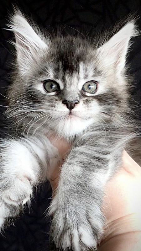 Pana Cotta Great Lion - maine-coon