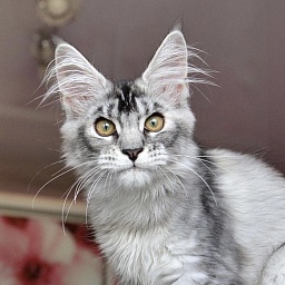 Pana Cotta Great Lion