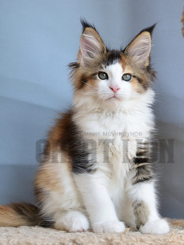 Rainbow  Great Lion - Kitten maine-coon 2 months 0.5 weeks