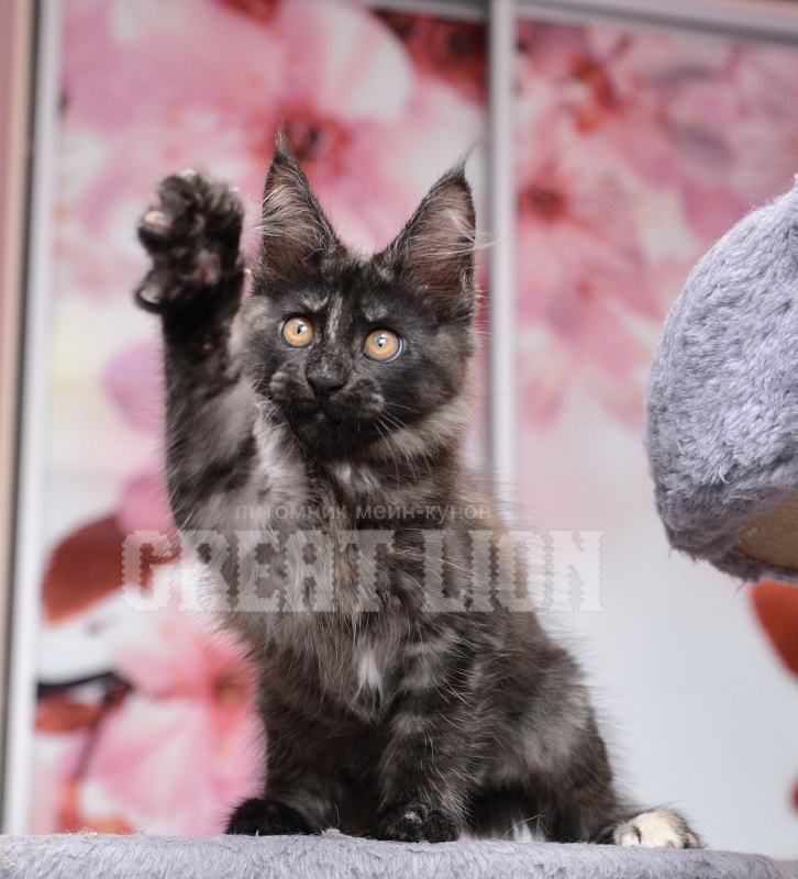 Romantic Nights   Great Lion - Kitten maine-coon 2 months 3 weeks