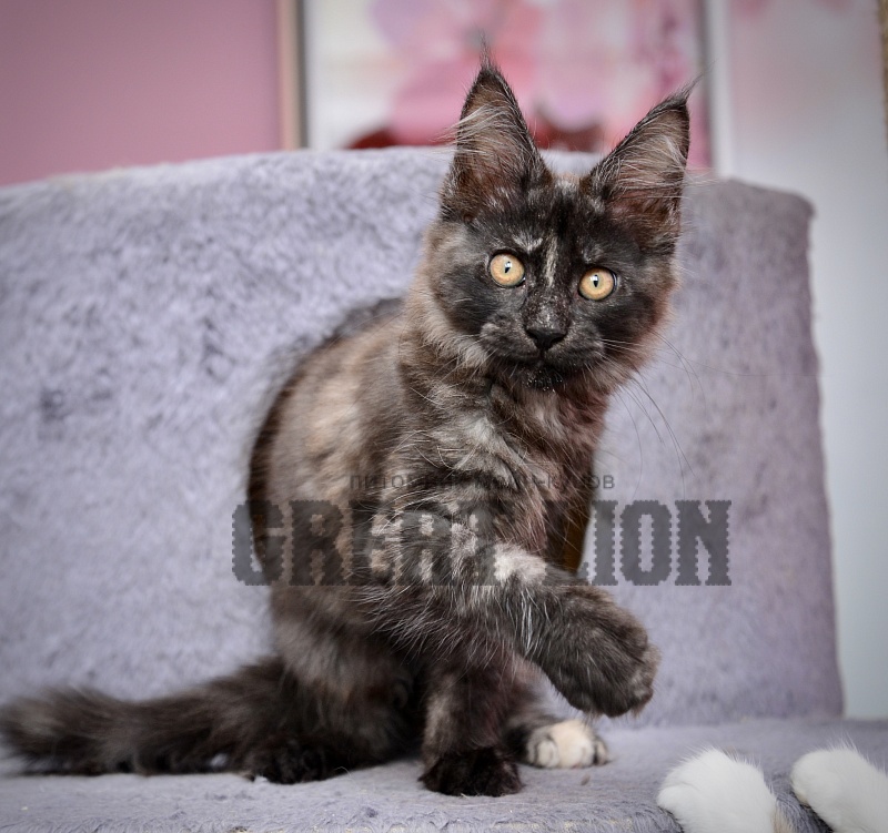 Romantic Nights   Great Lion - Kitten maine-coon 2 months 3 weeks