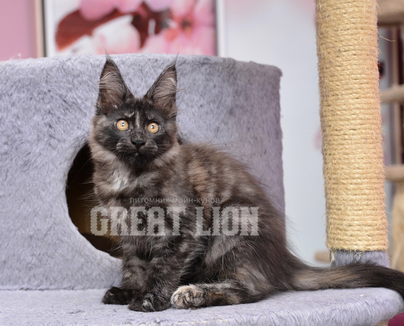 Romantic Nights   Great Lion - Kitten maine-coon 2 months 3 weeks