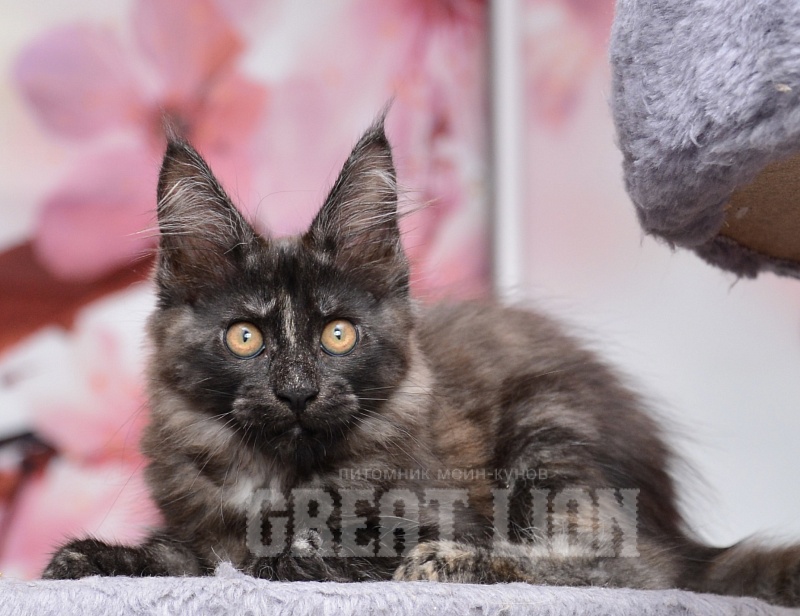 Romantic Nights   Great Lion - Kitten maine-coon 2 months 3 weeks