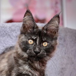 Romantic Nights   Great Lion