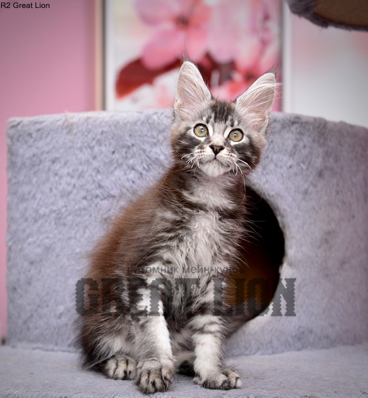 Real Love  Great Lion - Kitten maine-coon 2 months 4 weeks