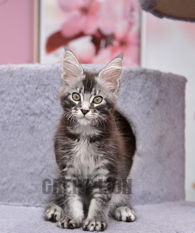 Real Love  Great Lion - Kitten maine-coon 2 months 3 weeks