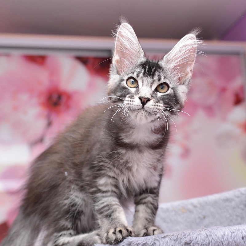 Real Love  Great Lion - maine-coon