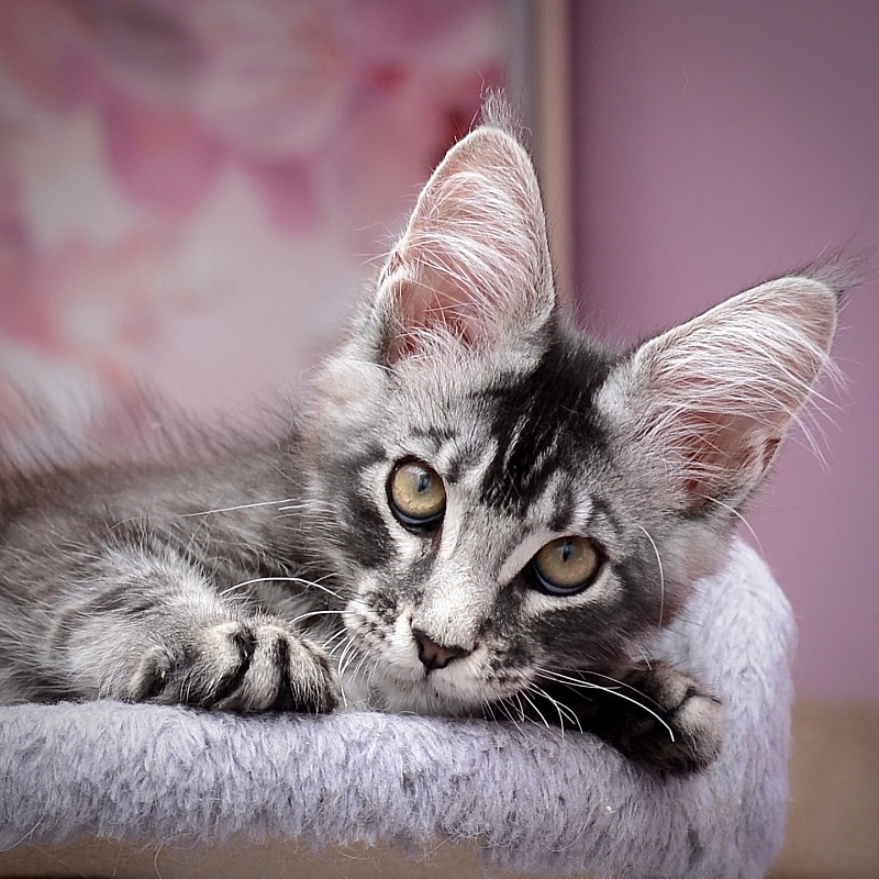Real Love  Great Lion - maine-coon