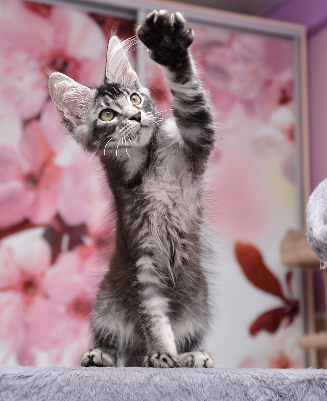 Real Love  Great Lion - Kitten maine-coon 3.5 months