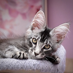 Real Love  Great Lion