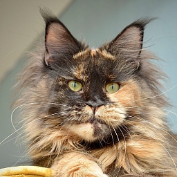 I’Qwintana Dark Fantom