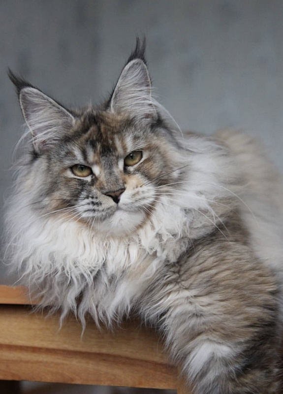 N’Margo Dark Fantom - maine-coon
