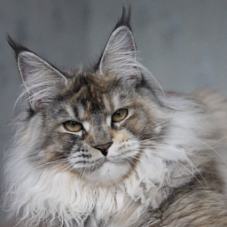 N’Margo Dark Fantom