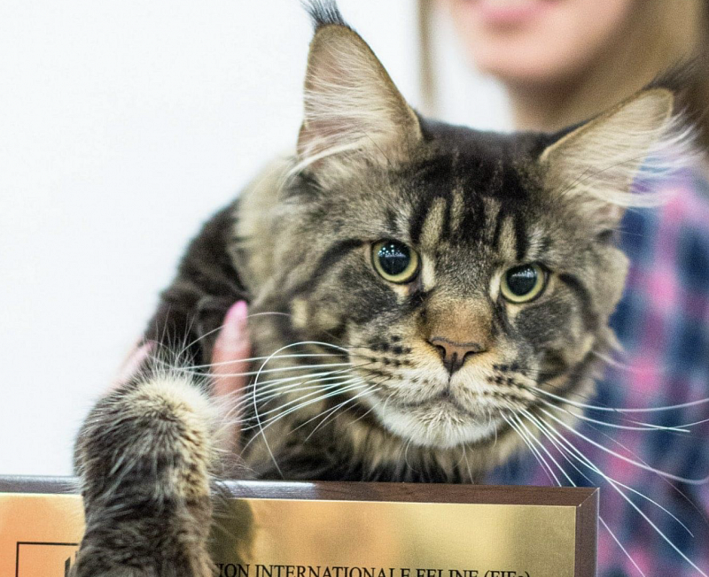 Agat White Luxury*BY - maine-coon