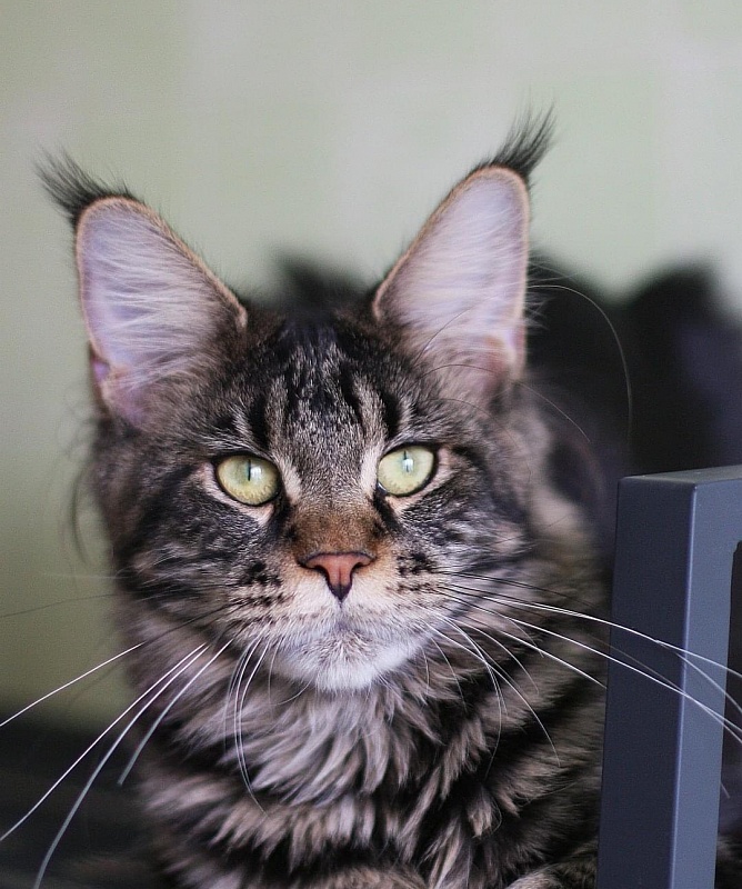 Belladgio Frida - maine-coon