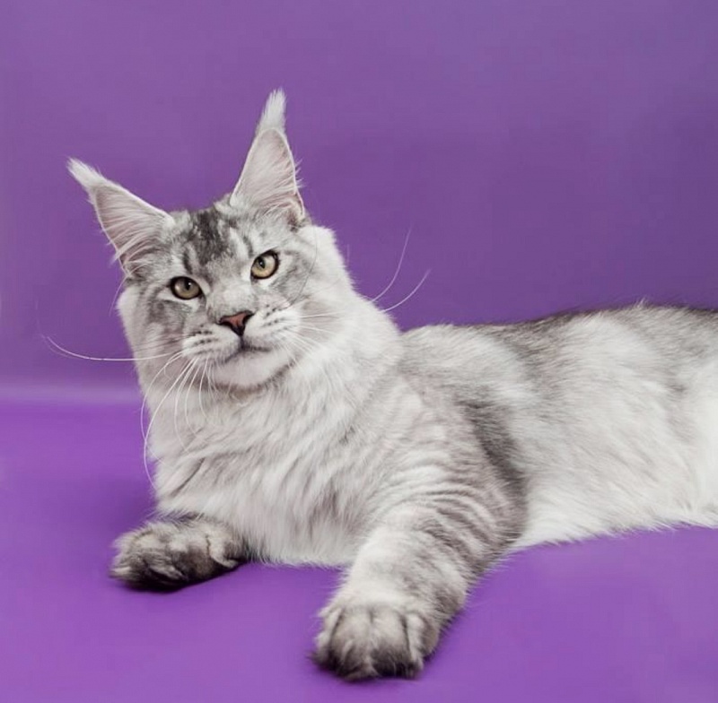 Bloomingtree Wotan - maine-coon 01/04/2022