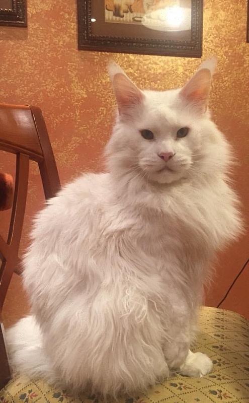 LT*Lordcoon Don Ceron - мейн-кун