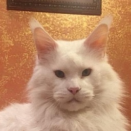 LT*Lordcoon Don Ceron