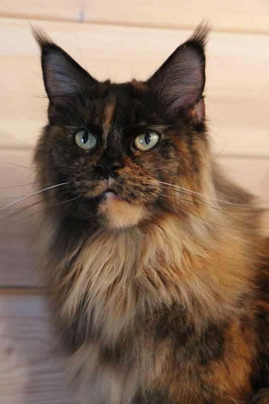 Eyo Nice Coon*PL - maine-coon