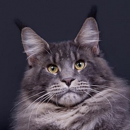 Flip-flops Kodi Twinkle