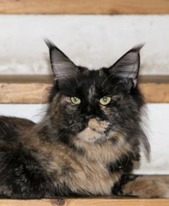 Belladgio Bentley - maine-coon 01/04/2022