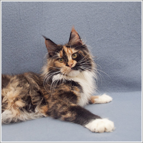 Wildbeautycoon’s Amneris Mainelynx - maine-coon 01/01/2000