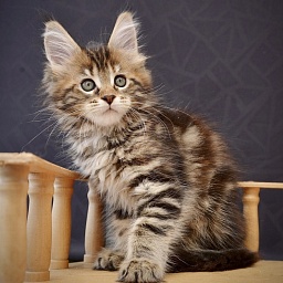 Stella Marina Great Lion