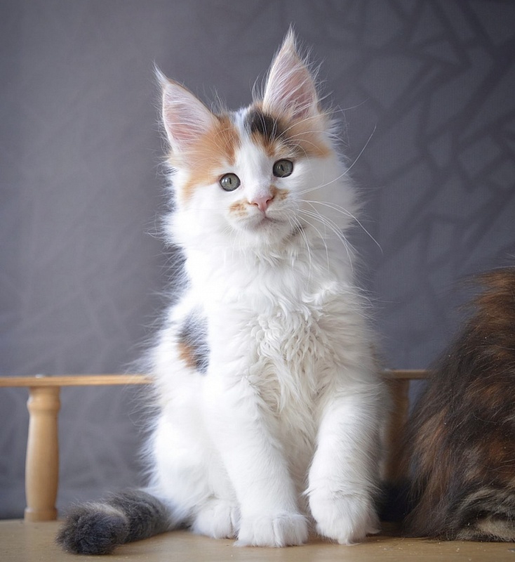 Super Star  Great Lion - Kitten maine-coon 5 months 3.5 weeks