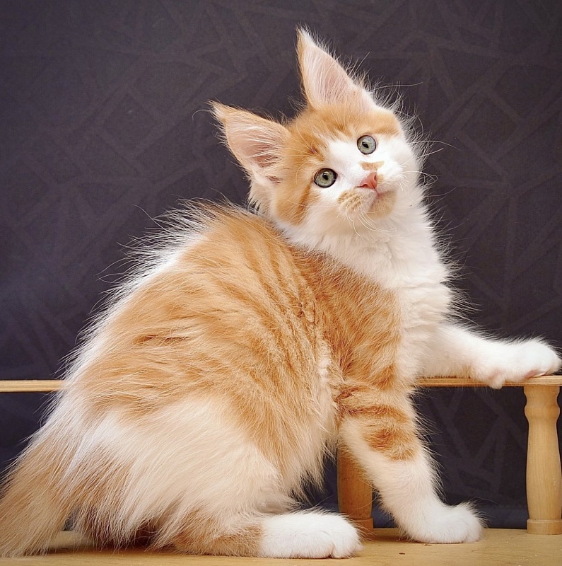 Sapphire  Great Lion - Kitten maine-coon 5 months 3.5 weeks