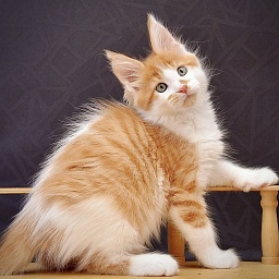 Sapphire  Great Lion