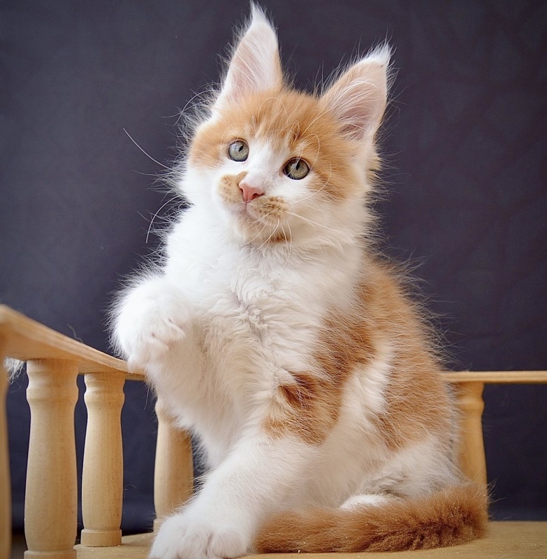 Secret  Great Lion - Kitten maine-coon 5 months 3.5 weeks