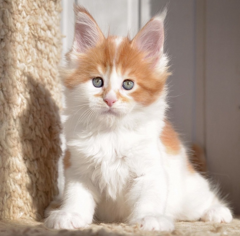 Sea Treasure  Great Lion - Kitten maine-coon 5 months 3.5 weeks