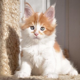 Sea Treasure  Great Lion