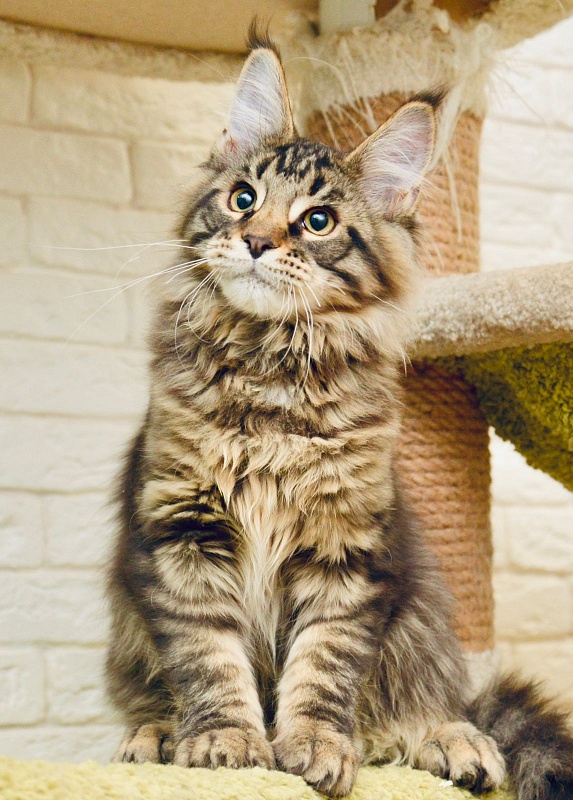 Tormund  Great Lion - maine-coon