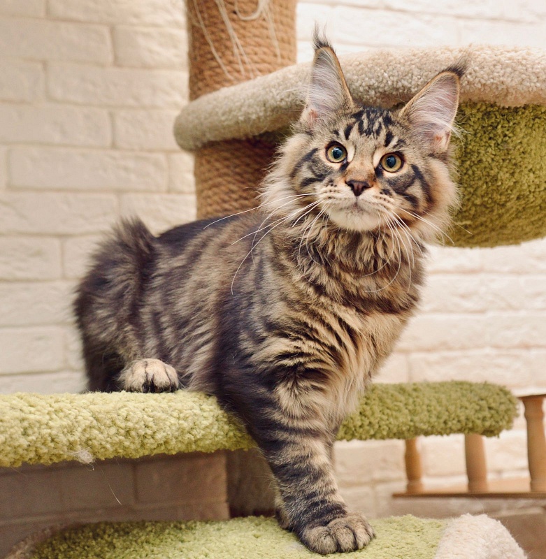 Tormund  Great Lion - maine-coon