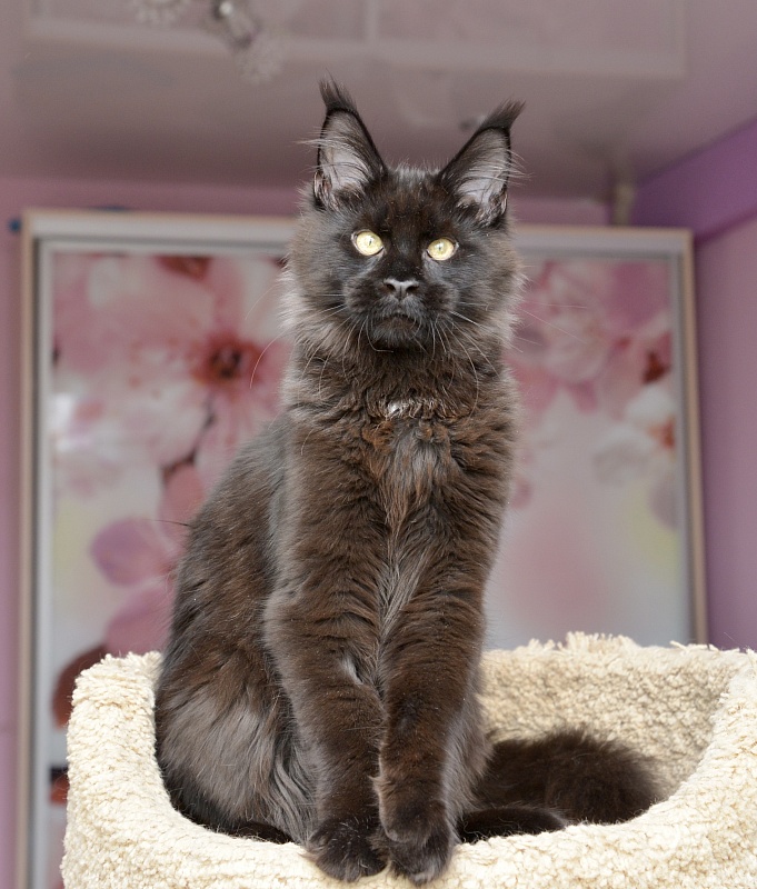 Thanos  Great Lion - Kitten maine-coon 4 months 4 weeks