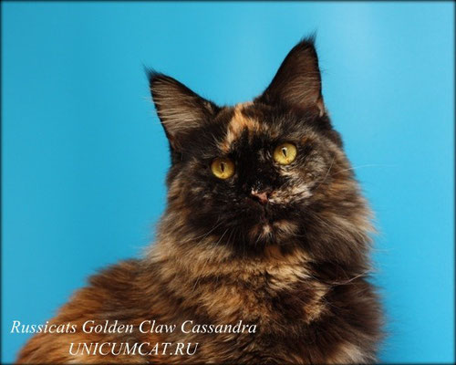 Cassandra Golden Claw Russicats - мейн-кун