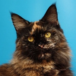 Cassandra Golden Claw Russicats