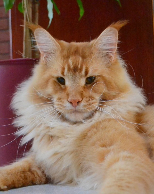 Williamina Amadeus - maine-coon 10/05/2012
