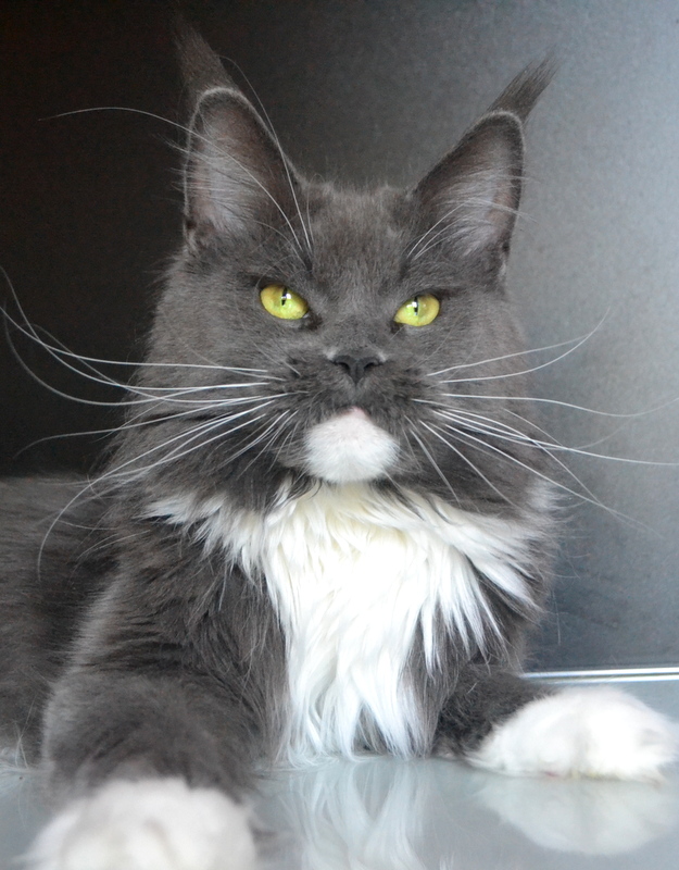 Dita von Teese Olimpian - maine-coon 08/02/2013