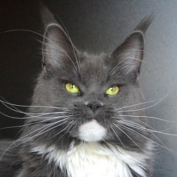 Dita von Teese Olimpian