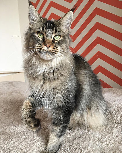 Grandeza Iva - maine-coon